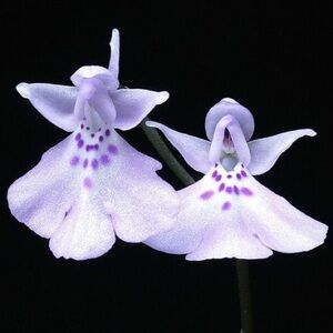 Meet your Posher, Diana